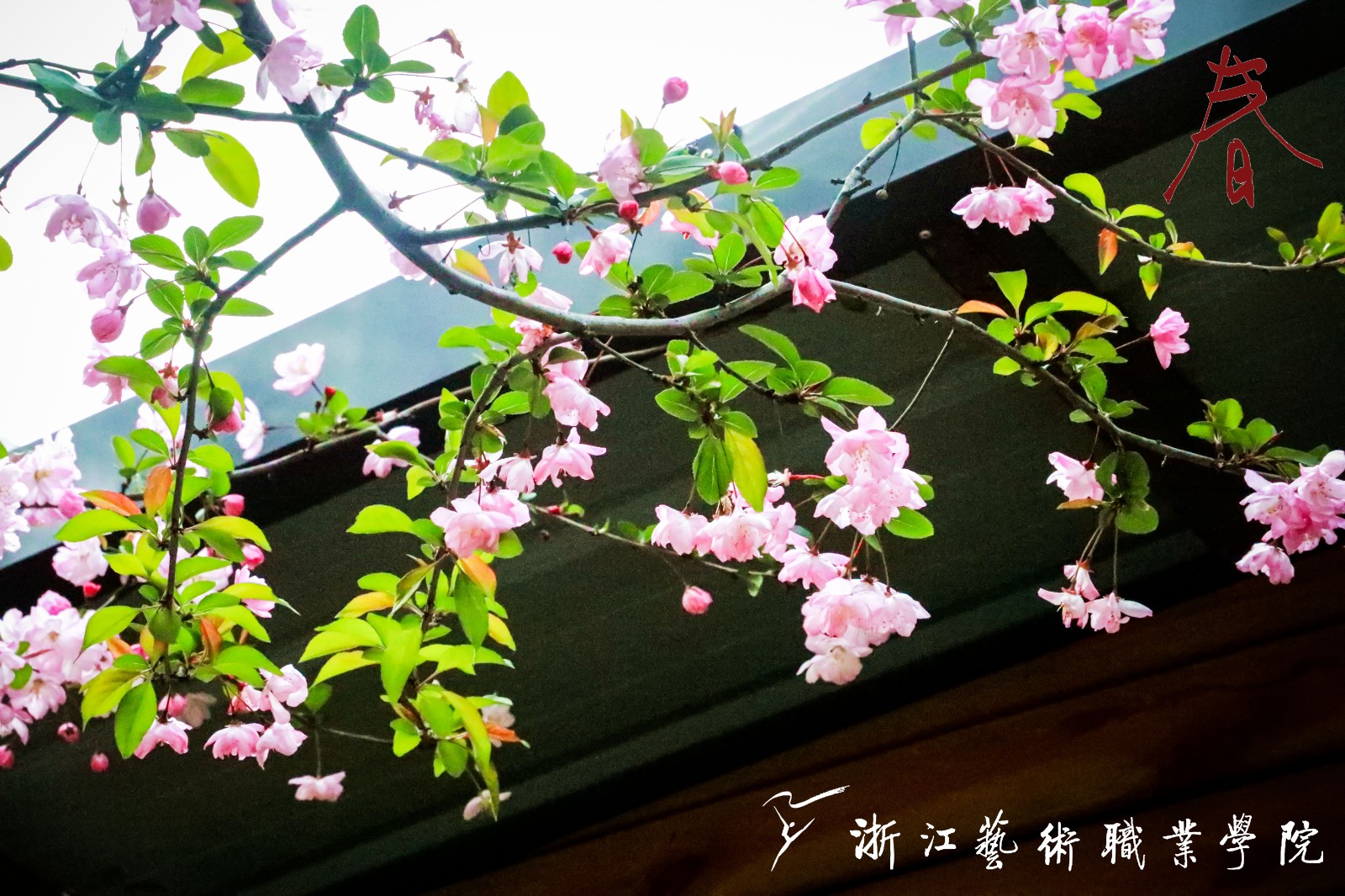 春景壁纸上线,带你领略滨文路518号的春意盎然!